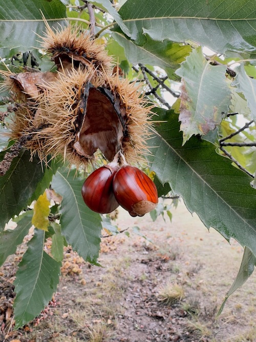 Castanhas em casca espinhosa em saco de serapilheira