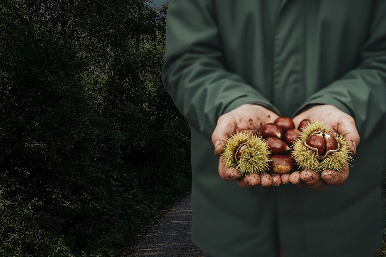 Mãos de um produtor a segurar castanhas com ouriços